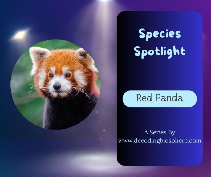 Red Panda