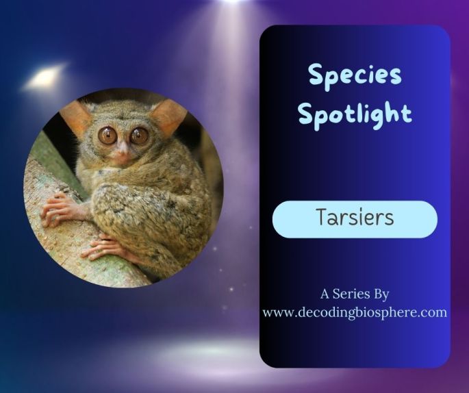 tarsiers
