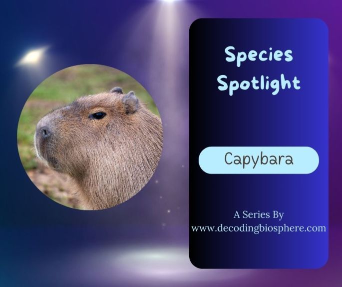 Capybara