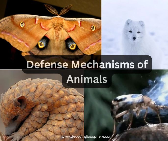 Defense Mechanisms of Animals