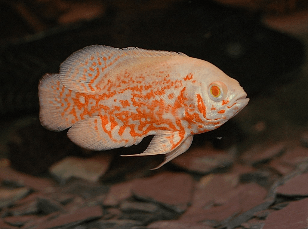 Oscar Fish (Astronotus ocellatus)