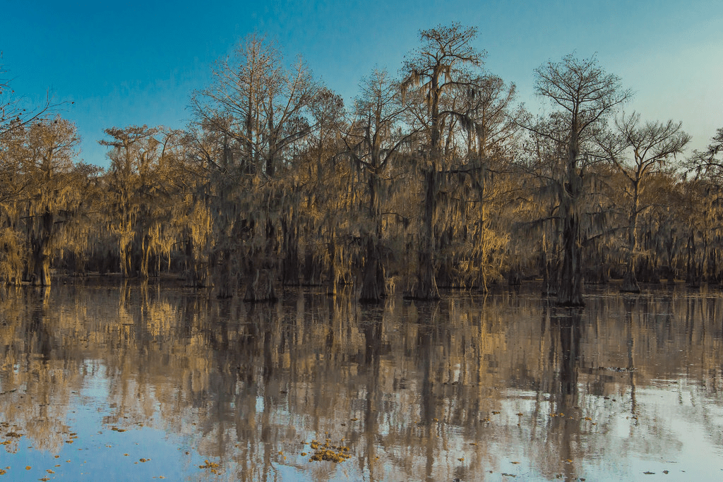 Caddo Lake, Texas/Louisiana