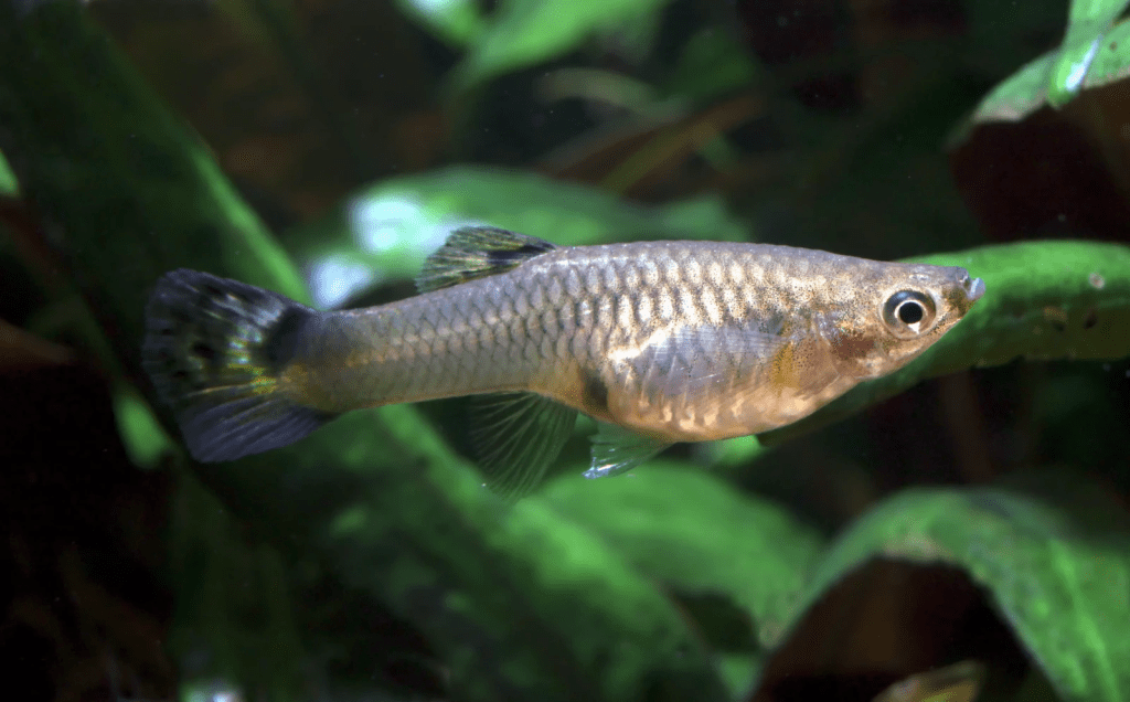 Guppies (Poecilia reticulata)