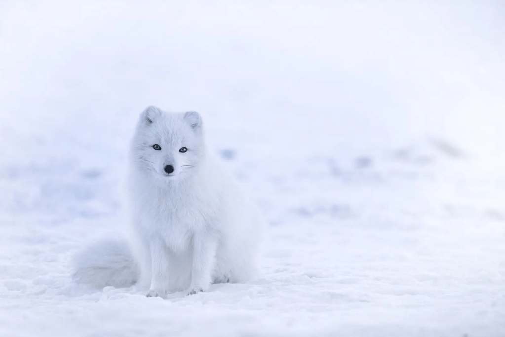 Arctic fox in its winter coat camouflaged against snow.