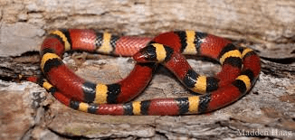 coral snake