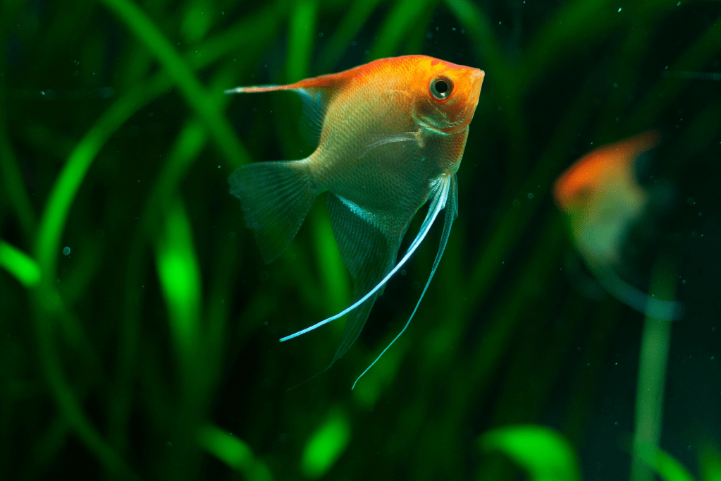 Angelfish (Pterophyllum)