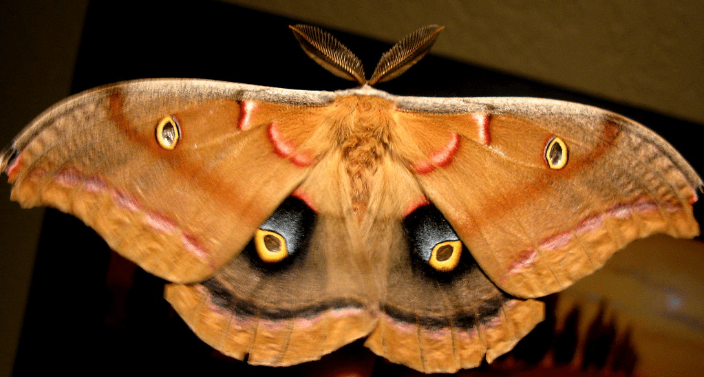 a moth displaying its eye-like patterns.