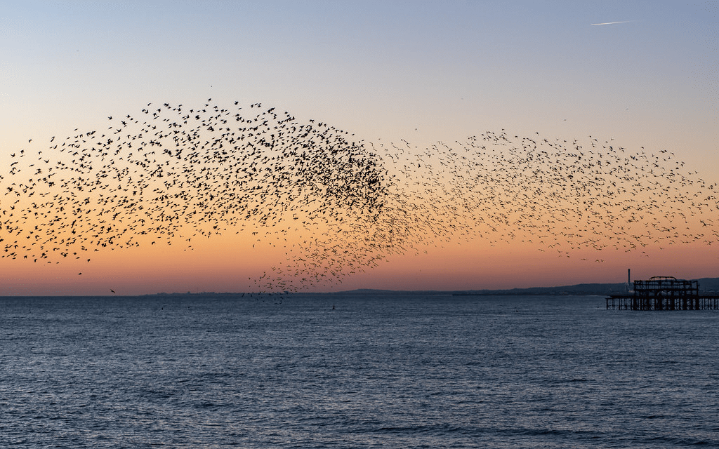 A murmuration of starlings against a sunset