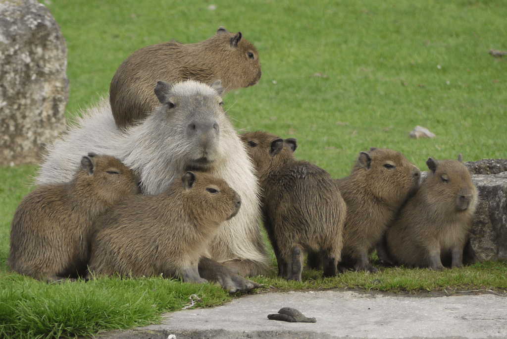 Capybara Family
