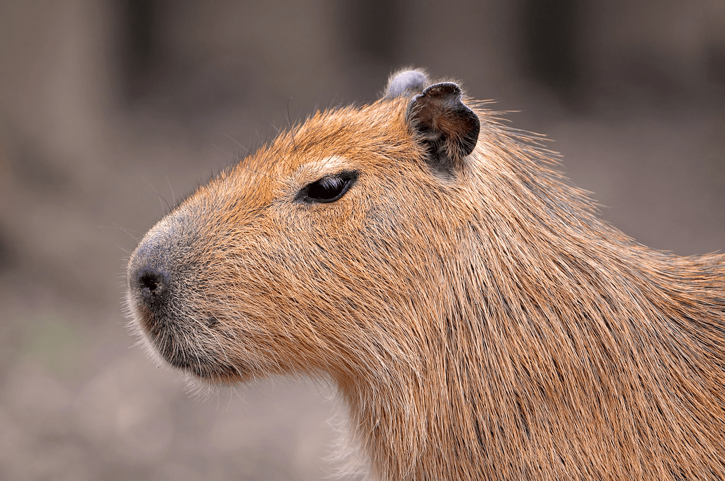 capybara