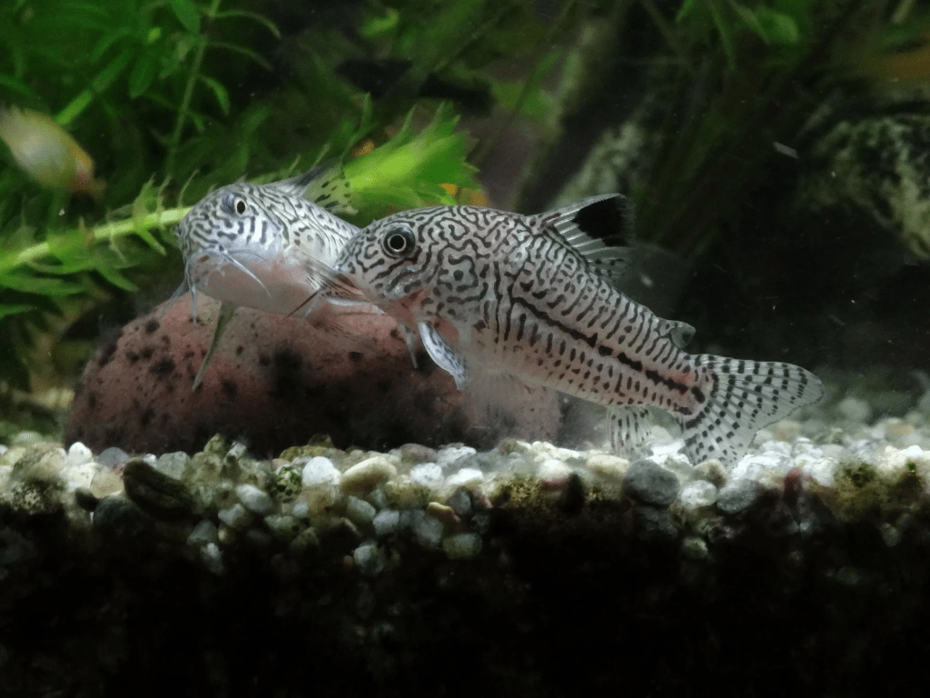 Corydoras Catfish (Corydoras spp.)