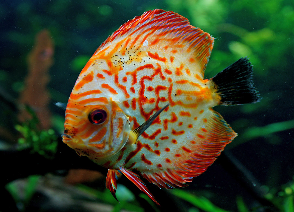 Discus (Symphysodon)