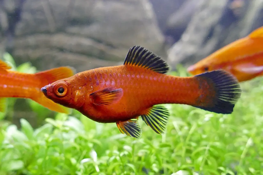 Platies (Xiphophorus spp.)