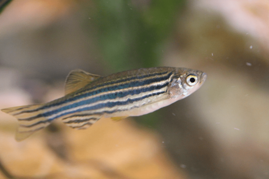 Zebra Danios (Danio rerio)