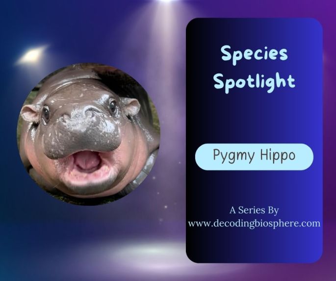Pygmy Hippo