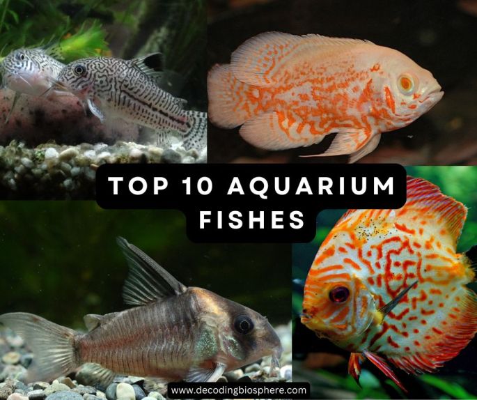 Top 10 Aquarium Fishes