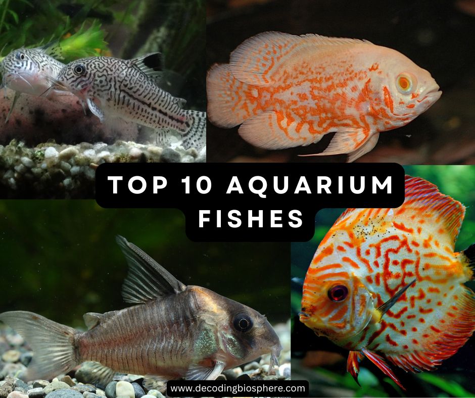 Top 10 Aquarium Fishes