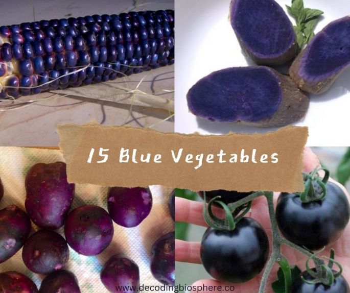 15 Blue Vegetables