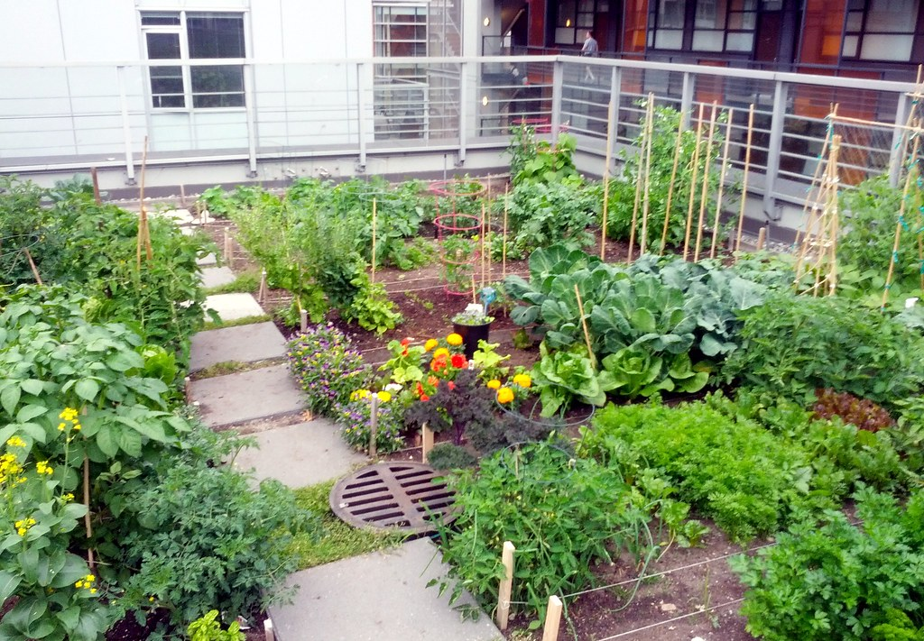 rooftop garden