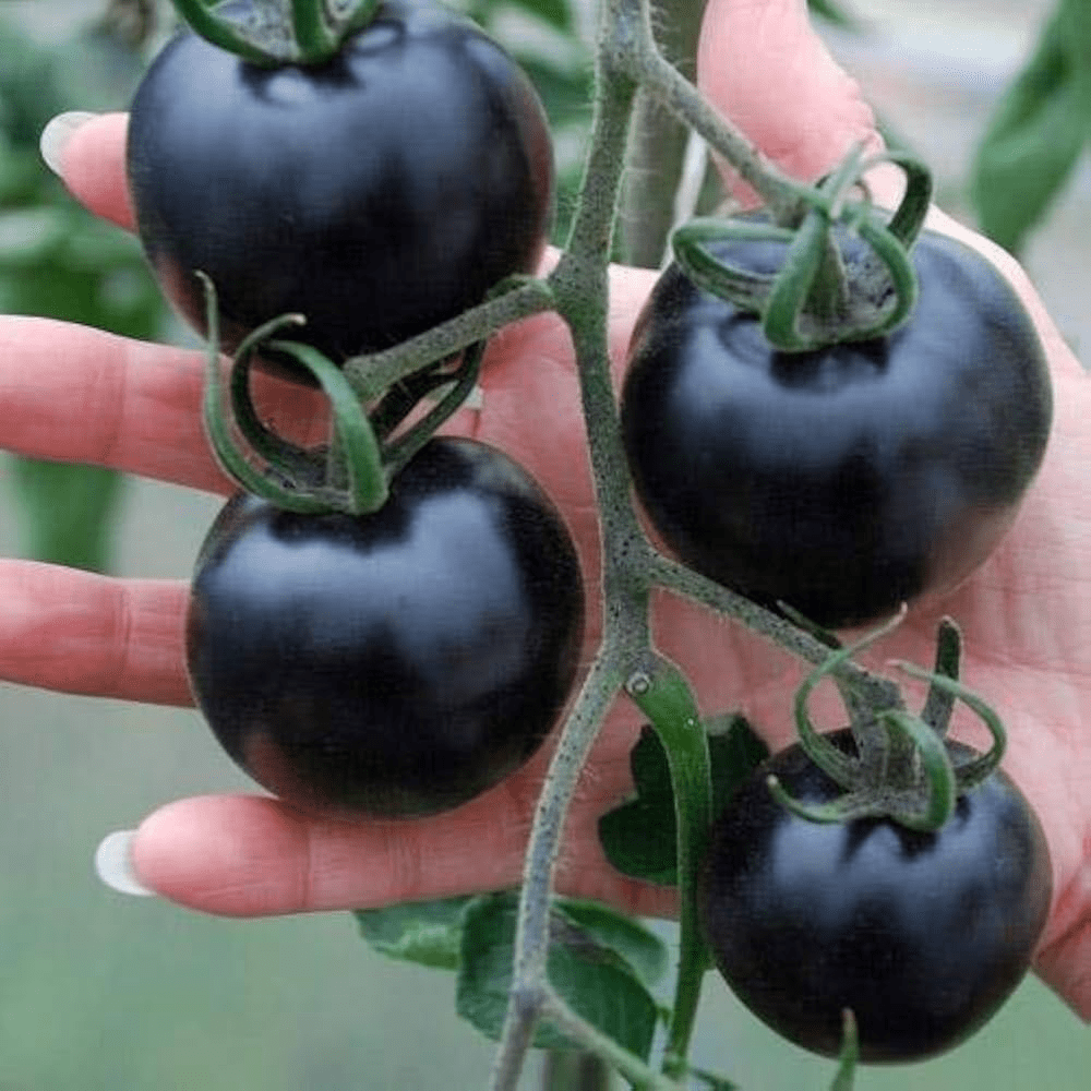Blue Tomatoes
