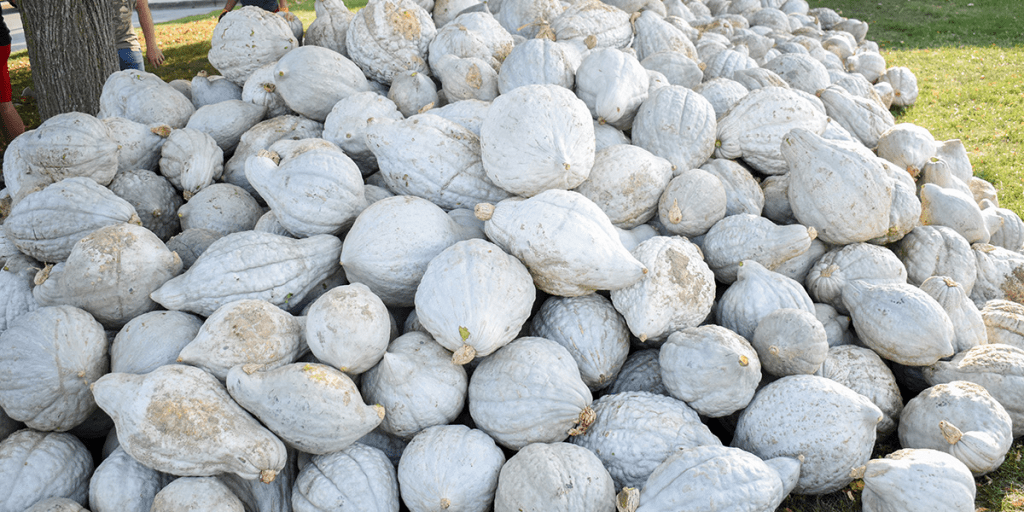 Blue Hubbard Squash