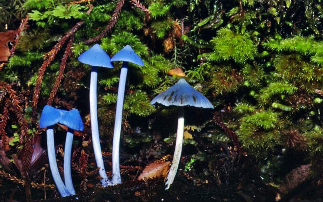 Blue Mushrooms