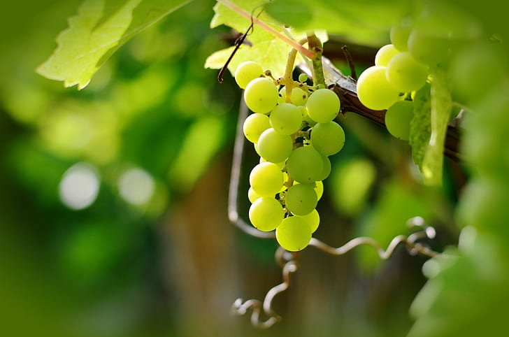 Green Grapes