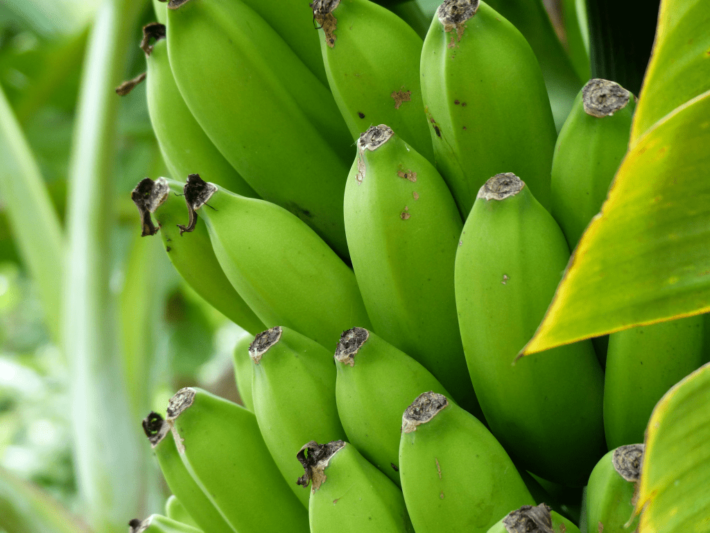 Green Bananas