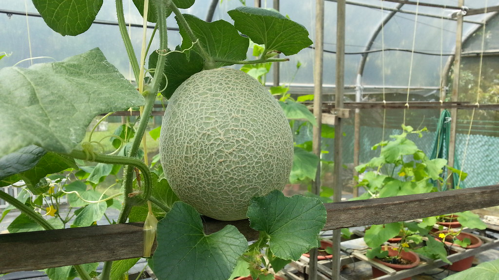 Honeydew Melon