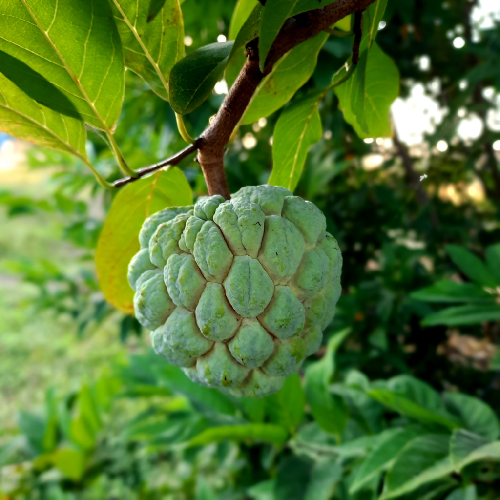 Custard Apple