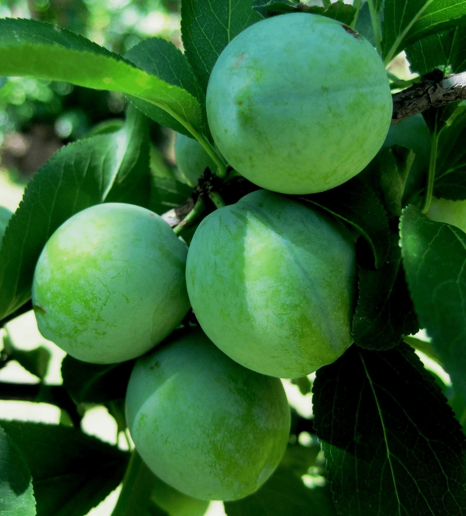 Green Plums