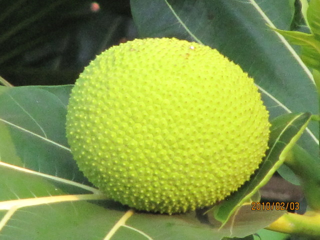 Breadfruit