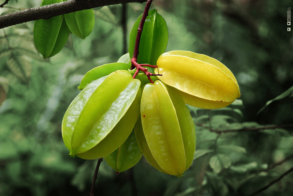 Green Starfruit