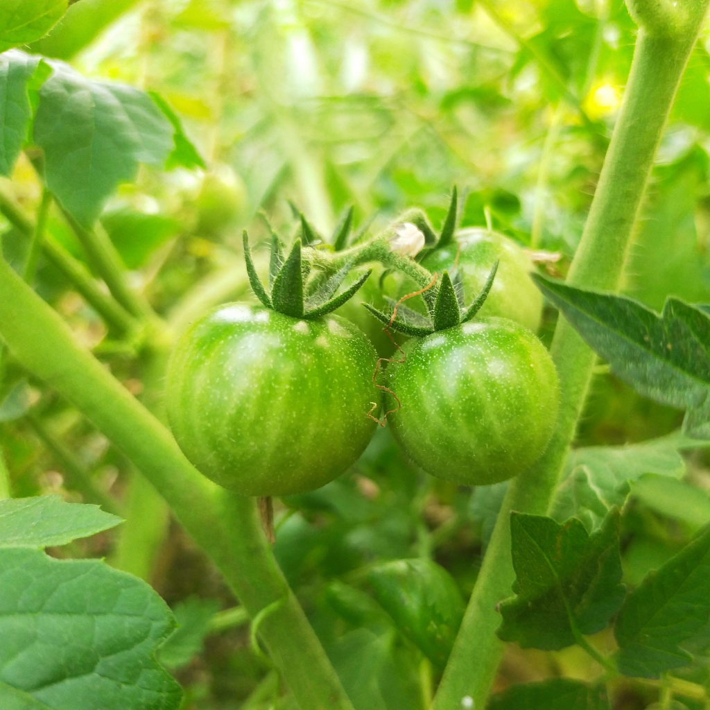 Green Tomatoes