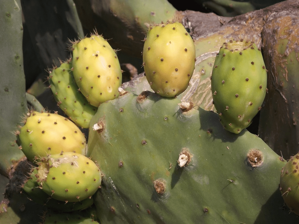 Cactus Pear