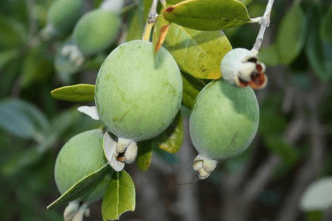 Feijoa 