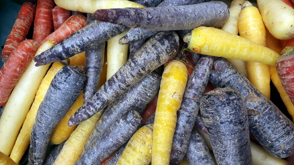 Blue Carrots