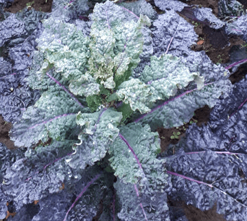 Blue Kale